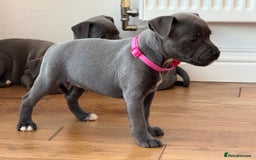 Staffordshire Bull Terrier dogs for sale: Ready for Their Forever Homes Now - Image 22