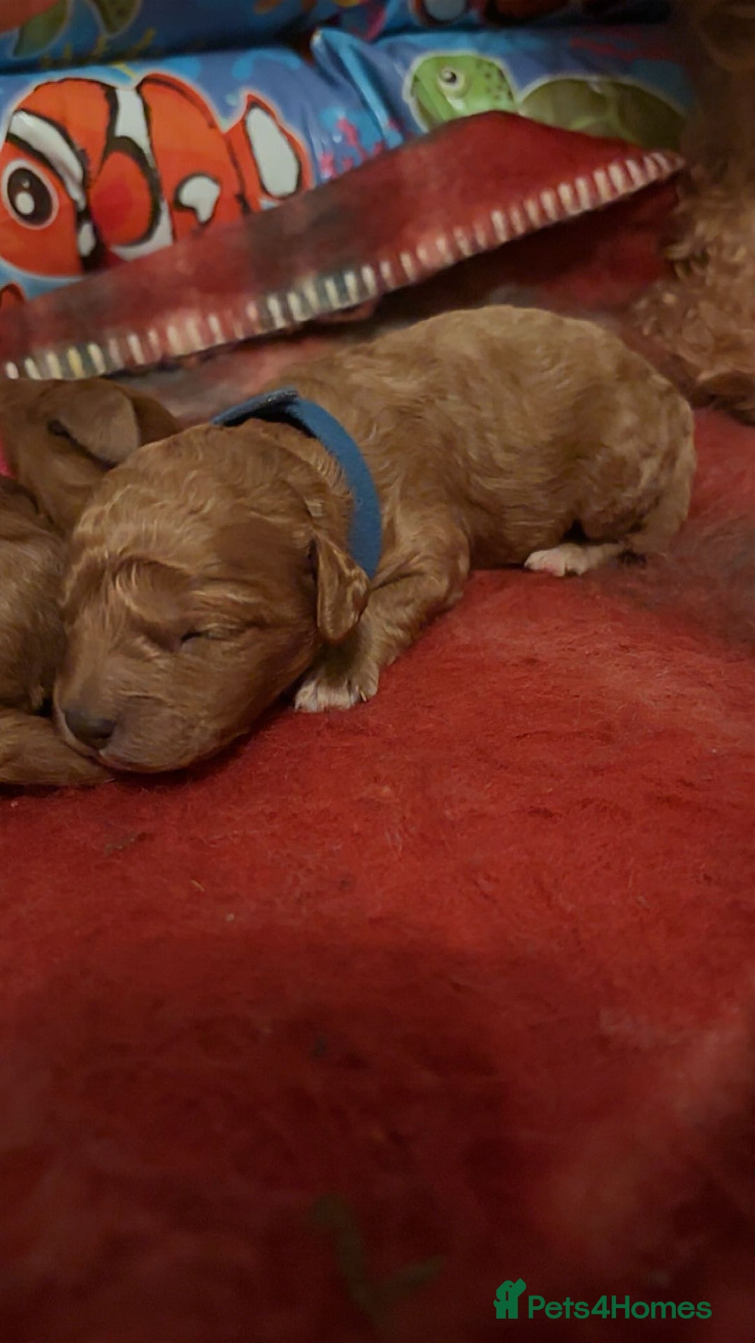 Cavapoo dogs for sale: F1B Red Toy Cavapoos- Health Tested  ************  - Advert 14