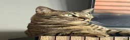 Bengal cats for sale: River  in Kidderminster - Advert 3