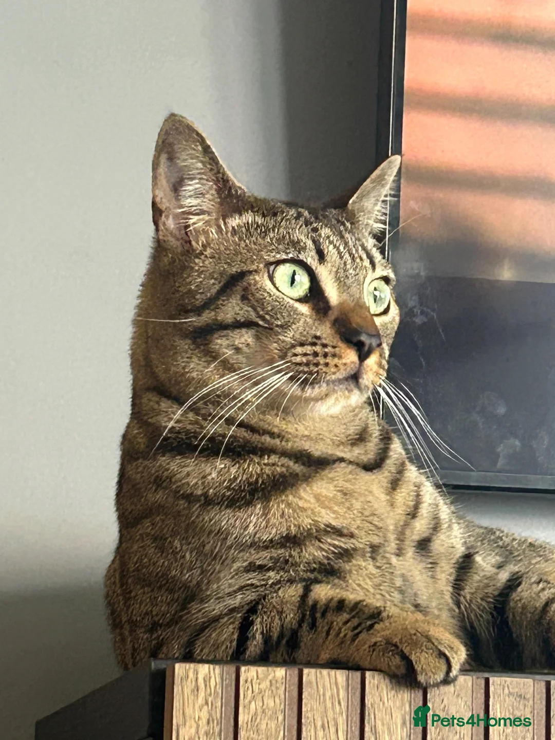Bengal cats for sale: River  in Kidderminster - Advert 3