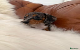 Miniature Dachshund dogs for sale: Stunning Silver & Chocolate Dapple Miniatures - Image 27
