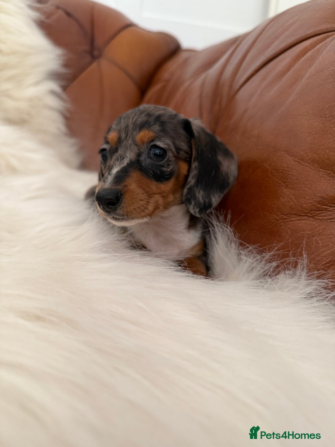 Miniature Dachshund dogs for sale: Stunning Silver & Chocolate Dapple Miniatures - Image 27