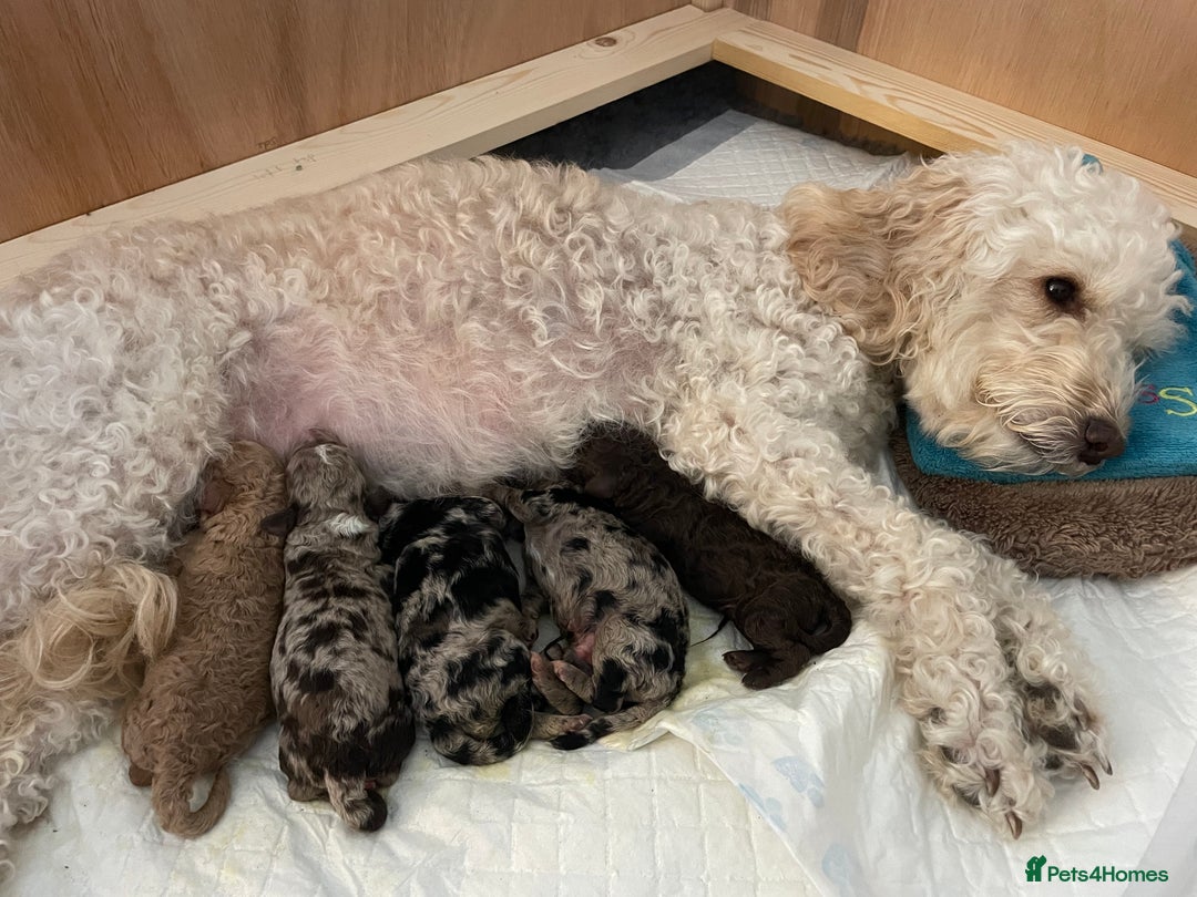 Cockapoo dogs for sale: Cockapoo F1b Puppies born 8 December  - Advert 7