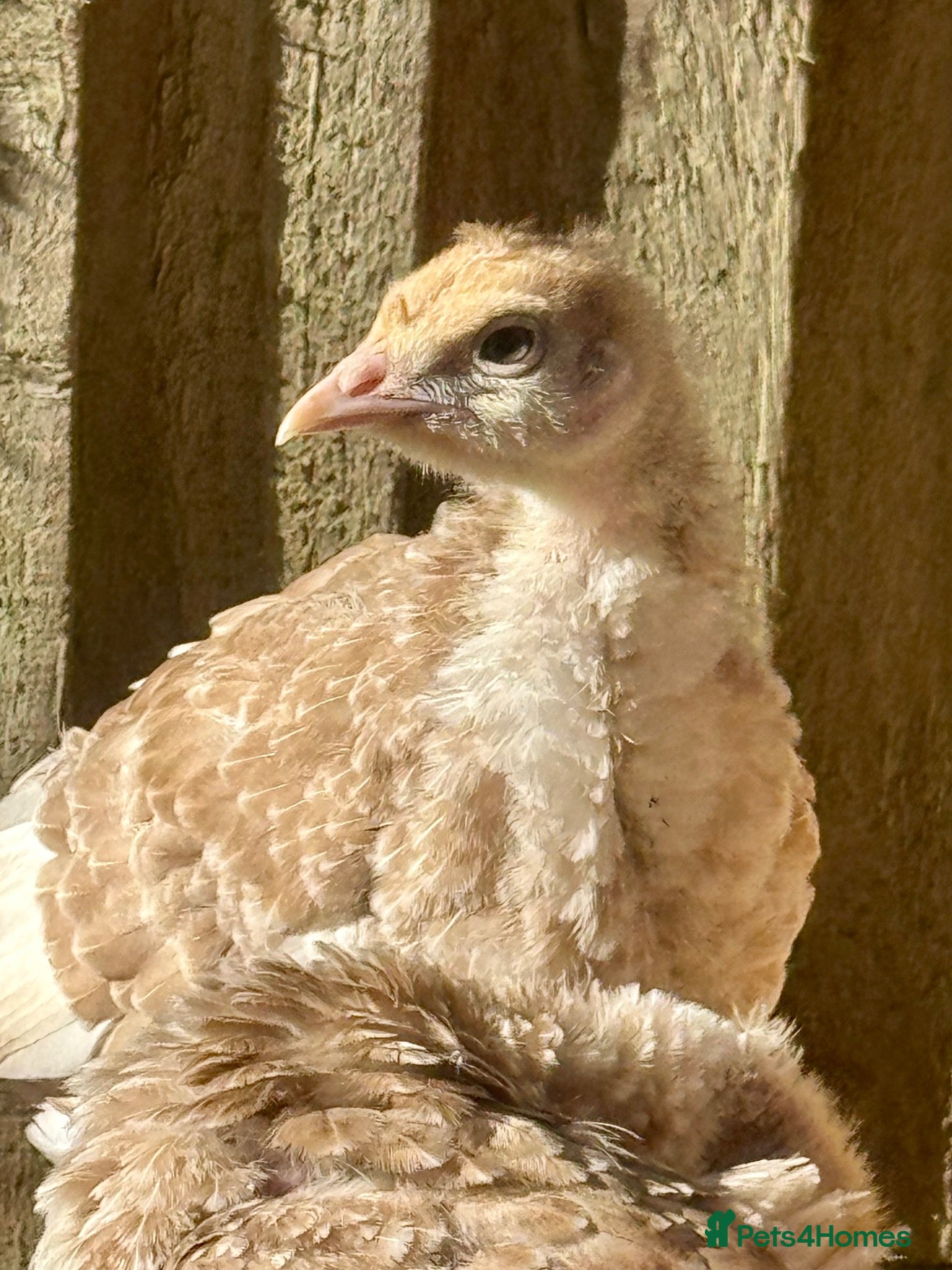 Turkeys poultry Bourbon Red turkey poults - Advert 2