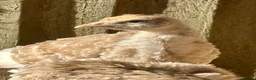Turkeys poultry for sale: Bourbon Red turkey poults - Advert 1