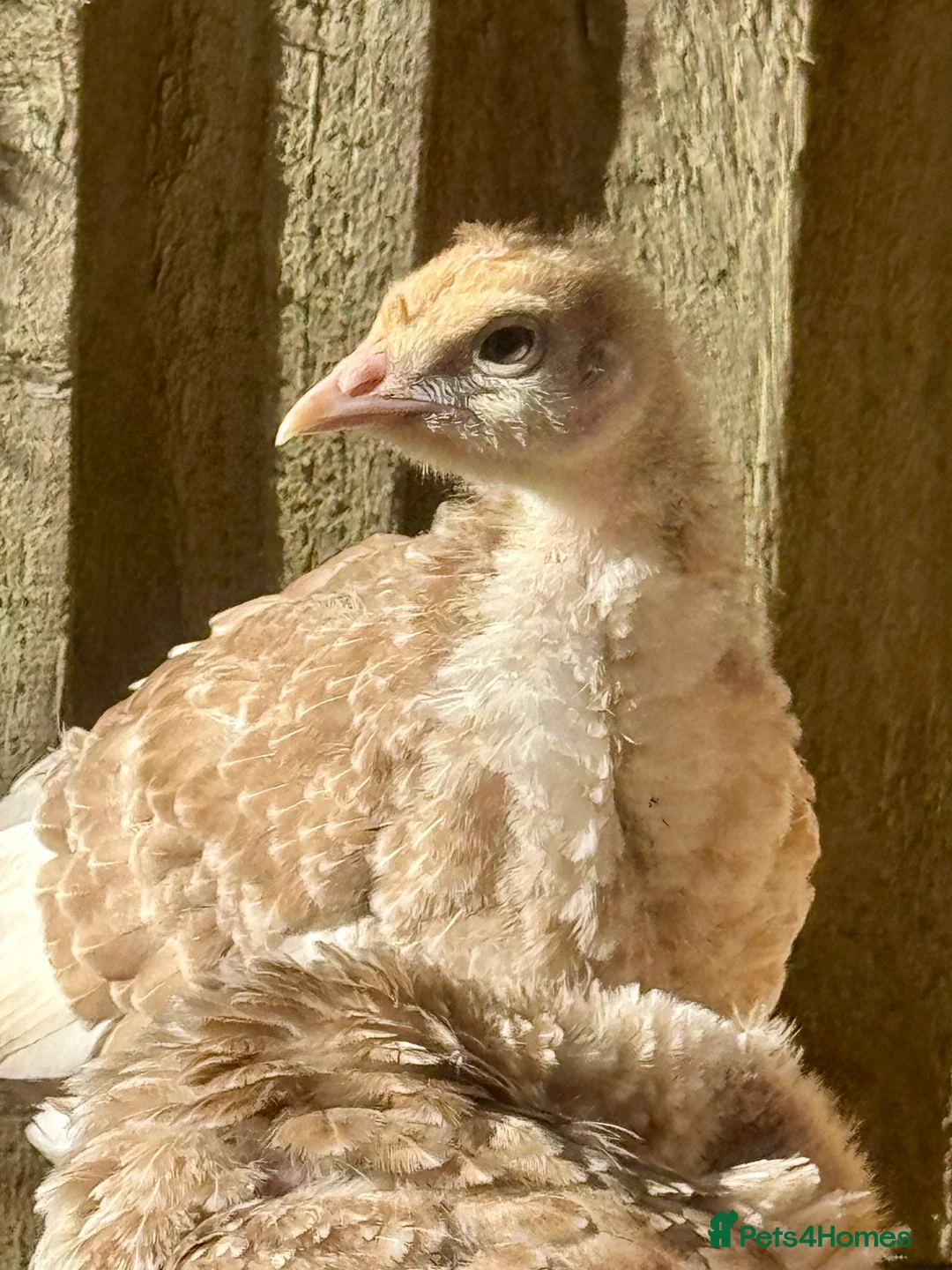 Turkeys poultry for sale: Bourbon Red turkey poults - Advert 1