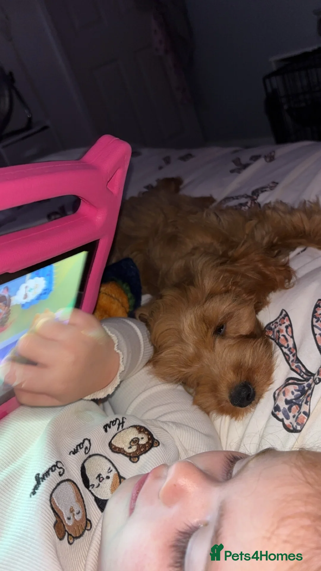 Cockapoo dogs for sale: Luna female cockerpoo - Advert 2