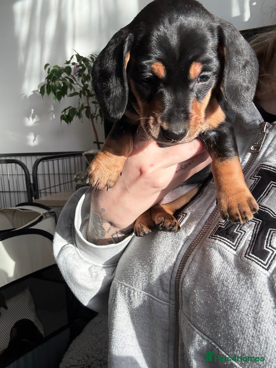 Miniature Dachshund dogs for sale: Miniature Dachshund's   - Advert 22