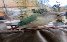 Conures birds for sale: Olive is looking for a new home - Image 1