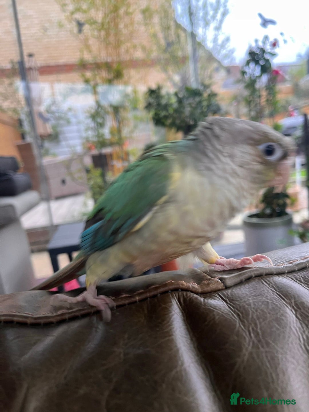 Conures birds for sale: Olive is looking for a new home - Image 1
