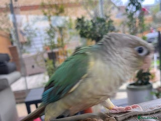 Conures birds for sale - Advert 1