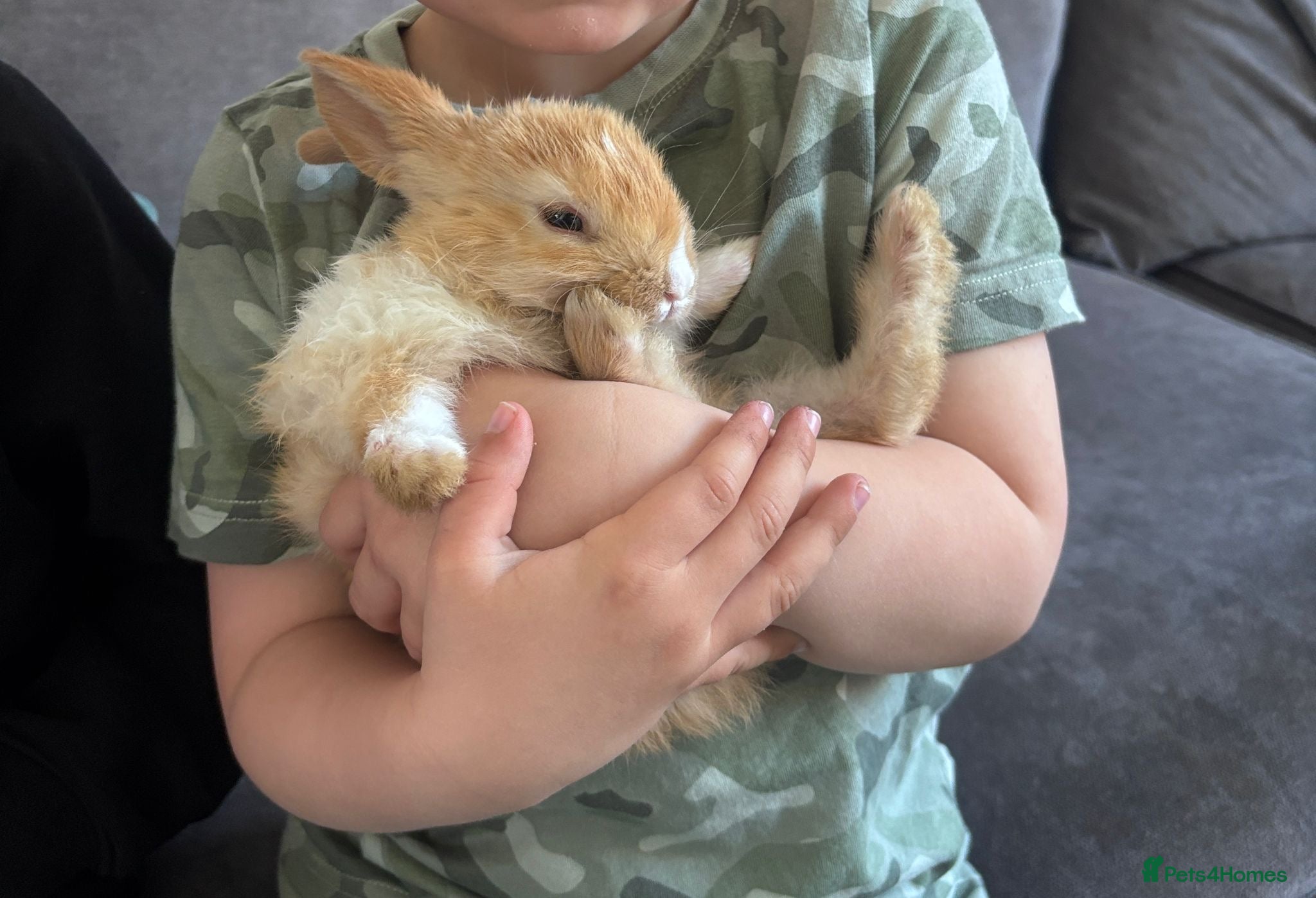 Mixed Breed rabbits Child friendly, Mixed breed rabbits  - Advert 1