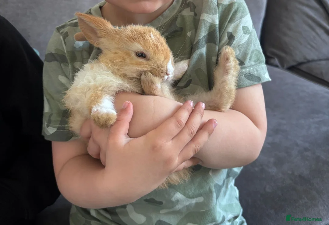 Mixed Breed rabbits for sale: Child friendly, Mixed breed rabbits  - Advert 1