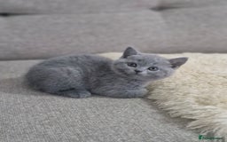 British Shorthair cats for sale: Pure BSH kittens GCCF Last Boy Left £700 - Image 5