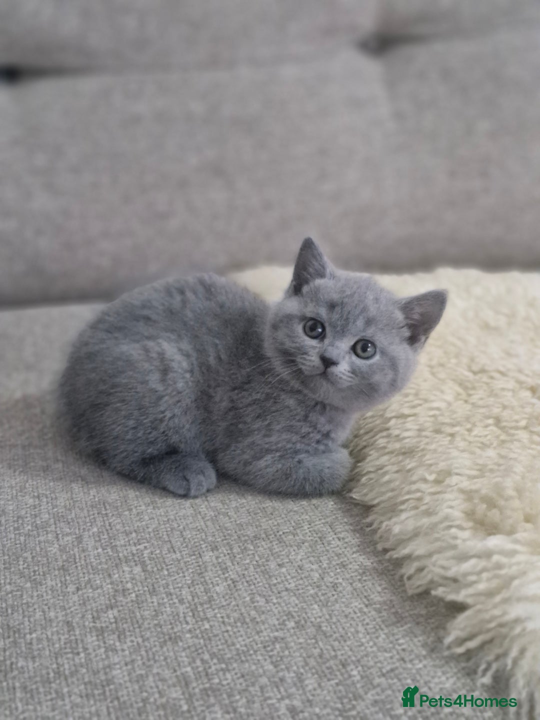 British Shorthair cats for sale: Pure BSH kittens GCCF Last Boy Left £700 - Image 5