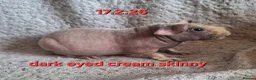Guinea Pig rodents for sale: Skinny and hairy baby female guinea pigs - Advert 3