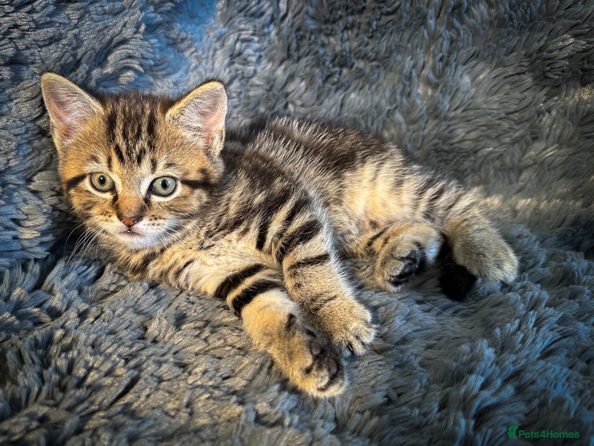 Mixed Breed cats 4 stunning kittens - Advert 2