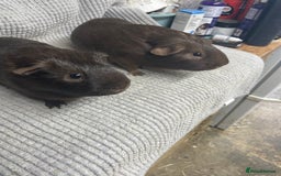 Guinea Pig rodents for sale: Chocolate Guinea Pigs - Image 1