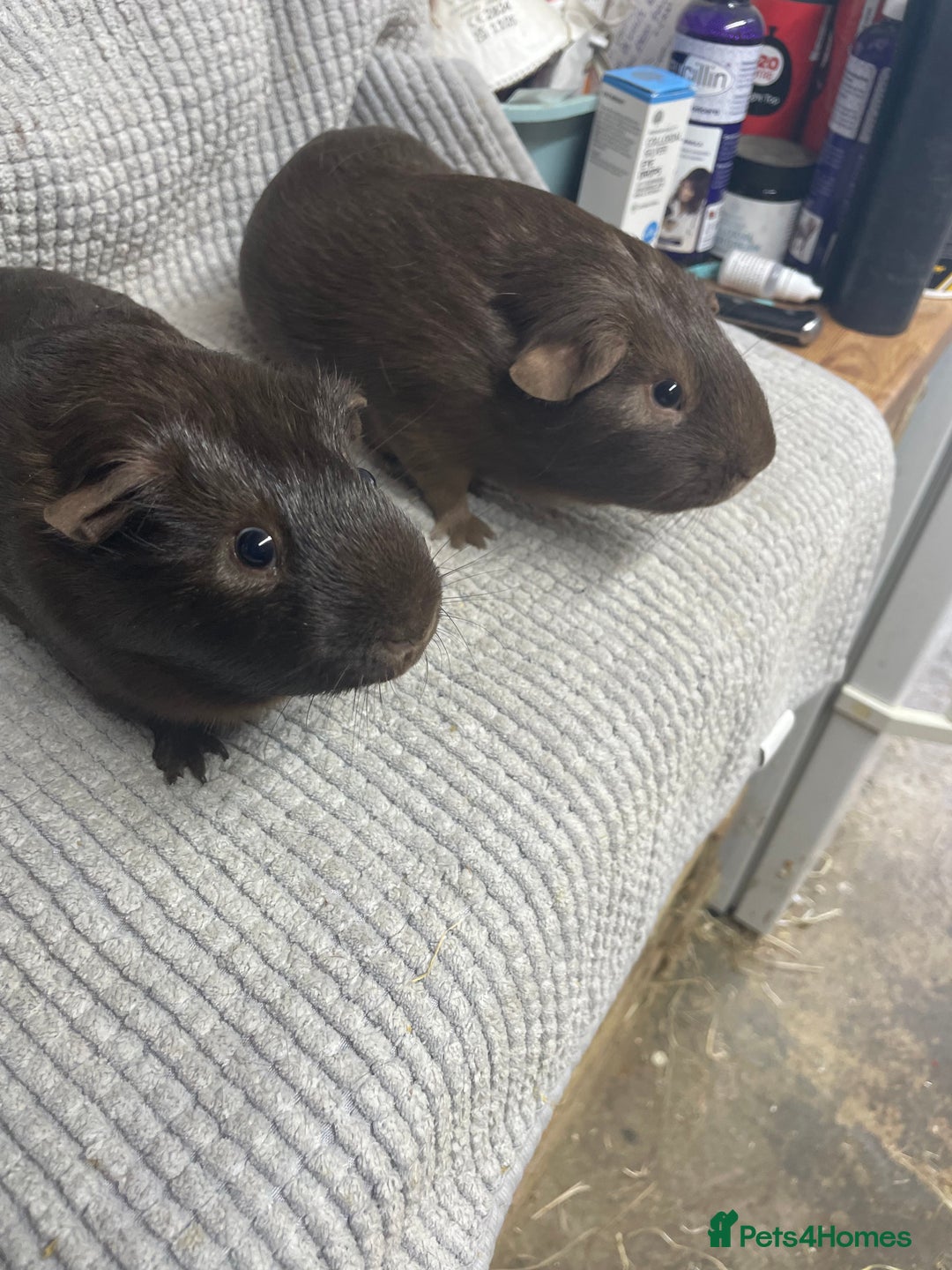 Guinea Pig rodents for sale: Chocolate Guinea Pigs - Image 1