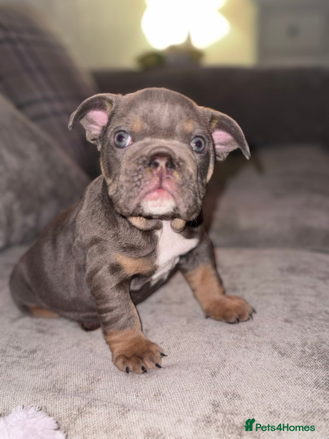 English Bulldog dogs for sale: Last little lady, English Bulldog  - Advert 25