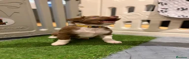 Sprollie 2 (yellow collar)