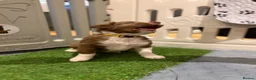 Sprollie dogs for sale: SPROLLIE PUPPIES LOOKING FOR THEIR FOREVER HOMES  - Advert 9