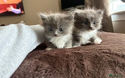 Mixed Breed cats for sale: Beautiful mixed breed kittens  - Image 6