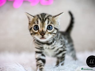 Bengal cats - Advert 30