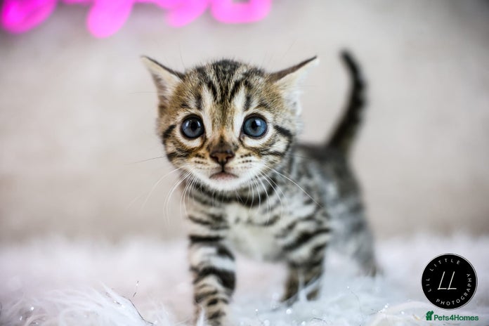 Bengal cats - Advert 3