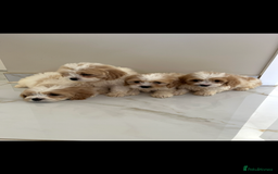 Cavapoo dogs for sale: Stunning Blenheim F1 Cavapoo’s puppies  - Image 2
