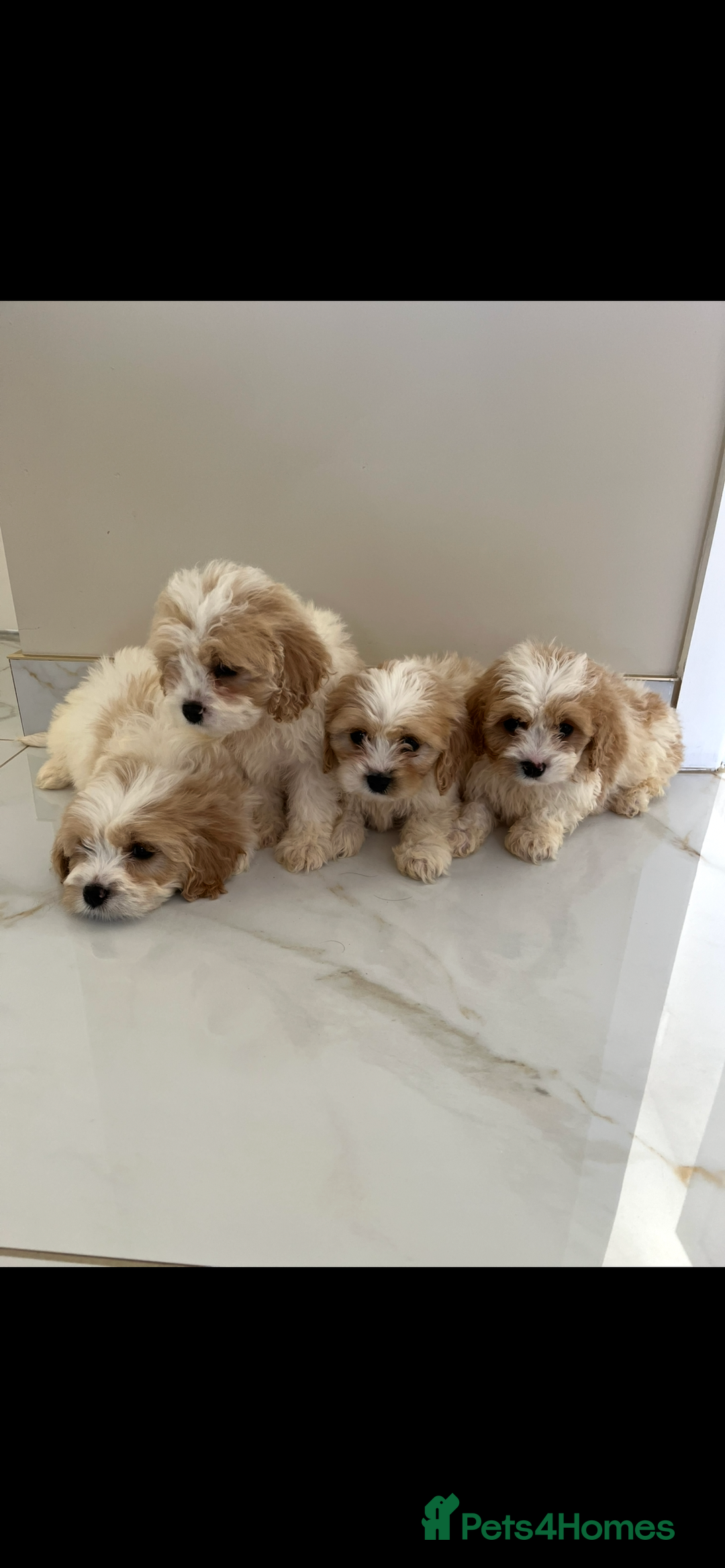 Cavapoo dogs for sale: Stunning Blenheim F1 Cavapoo’s puppies  - Image 2