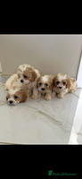 Cavapoo dogs - Advert 2