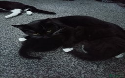 Savannah cats for sale: Regular house kittens  - Image 3