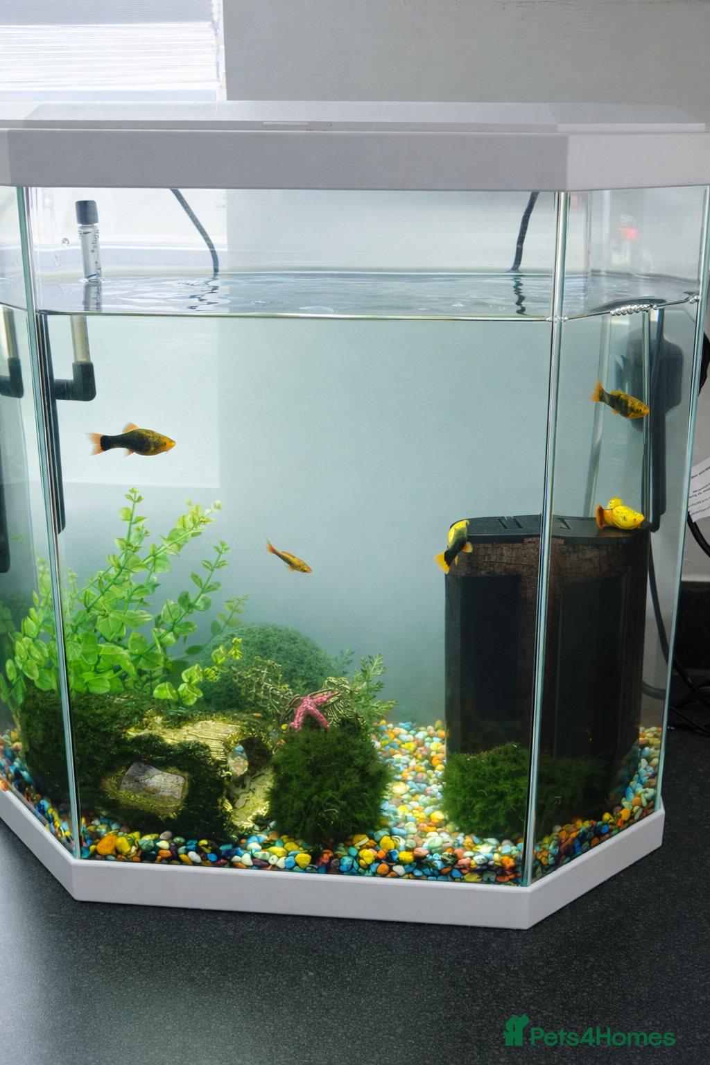Other/Mixed Breed fish Fishes and tank in Warrington - Advert 10