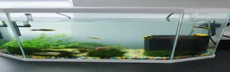 Other/Mixed Breed fish for sale: Fishes and tank in Warrington - Advert 1