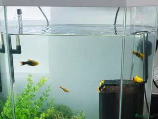 Other/Mixed Breed fish Fishes and tank in Warrington - Advert 10