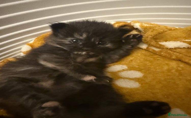 Mixed Breed cats - Advert 3