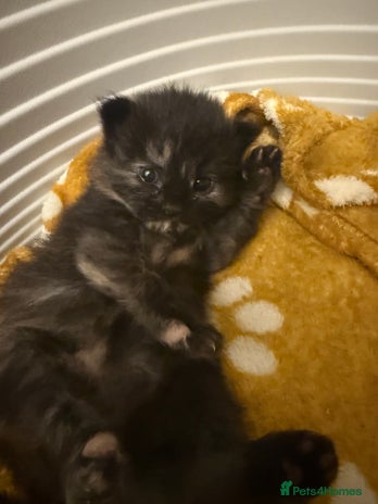 Mixed Breed cats - Advert 16