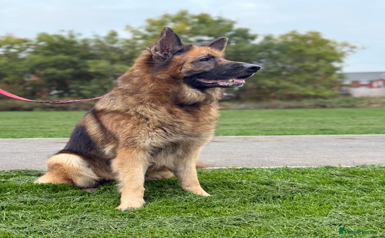 German Shepherd dogs German Shepherd - Advert 1