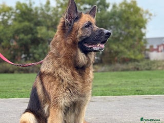 German Shepherd dogs German Shepherd - Advert 1