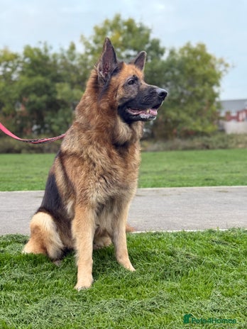 German Shepherd dogs German Shepherd - Advert 1