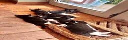 Mixed Breed cats for sale: Mixed Breed Tuxedo kittens  - Advert 5