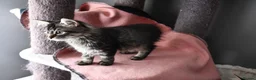 Siberian cats for sale: Siberian Kitens from Tunguska House Cattery - Advert 9