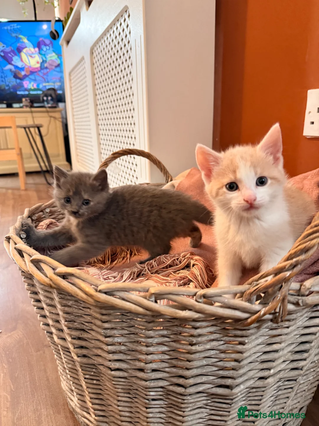 Mixed Breed cats for sale: “Caramel” Ginger and white little Girl in Norwich - Advert 8