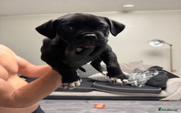 Mixed Breed dogs for sale: 7 beautiful puppies for sale - Image 14