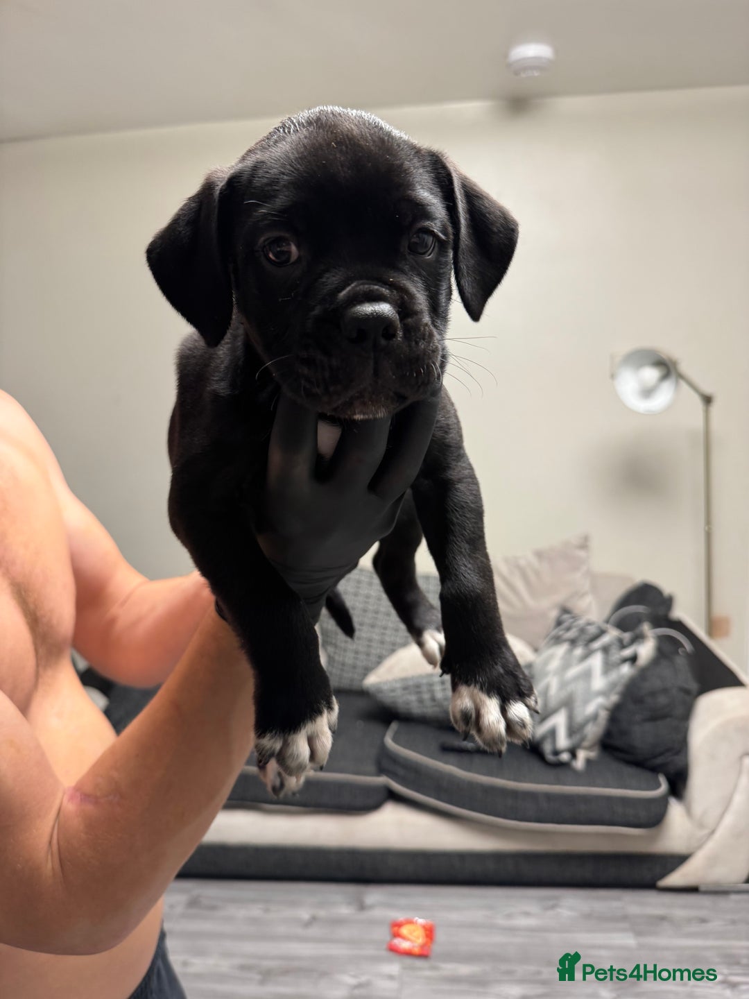 Mixed Breed dogs for sale: 7 beautiful puppies for sale - Image 14