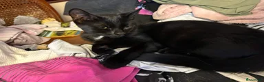 Pure Black female