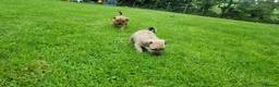 Mixed Breed dogs for sale: Gorgeous little pug mix puppies in Dungannon - Advert 21