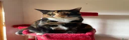 Mixed Breed cats for sale: 2 lovely cats for adoption - must go together  - Advert 7