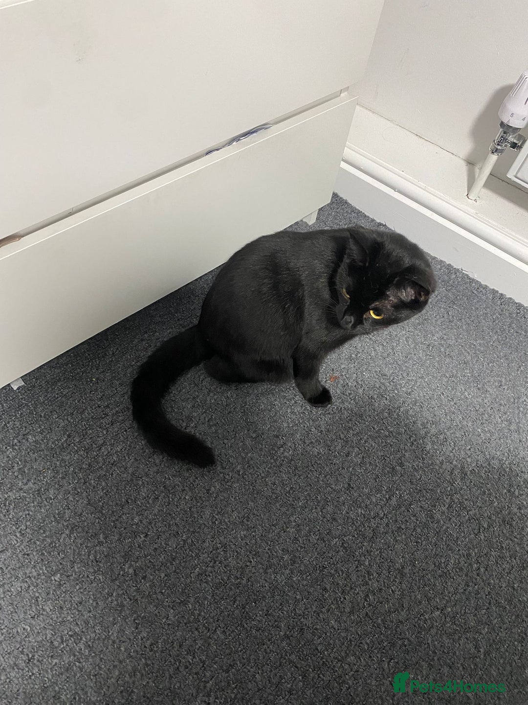 Mixed Breed cats for sale: 2 loving 6 months cats ready to find forever home  - Advert 4